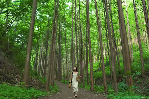 화인 산림욕장/사진=삐삐현지