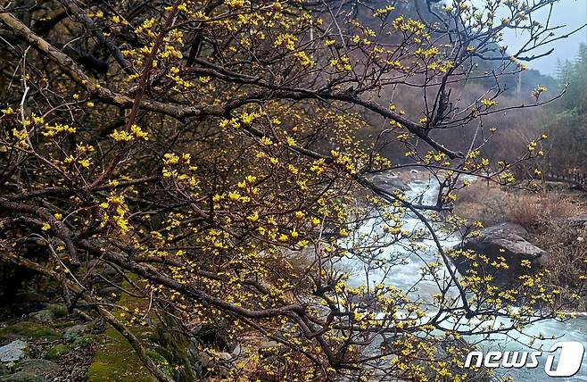 우수인 19일 오후 2시경 구례군 산동면 반곡마을에 활짝핀 산수유가 고개를 내밀었다. ⓒ News1 서순규 기자