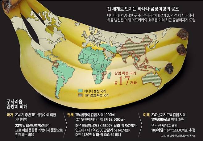 바나나를 멸종 위기로 내몬 곰팡이병./조선DB