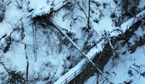 남교리~두문폭포 구간 탐방로 위로 나무가 쓰러졌다.