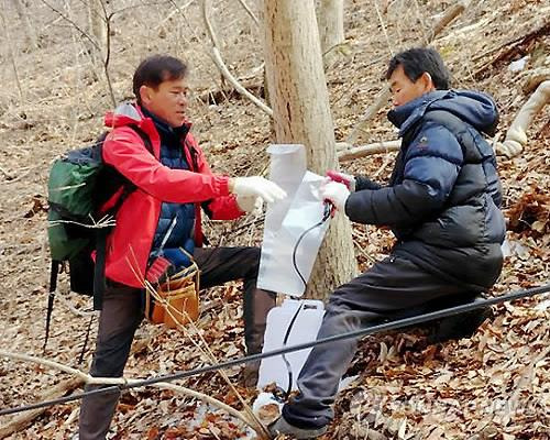 뱀사골 고로쇠 채취 [연합뉴스 자료사진]