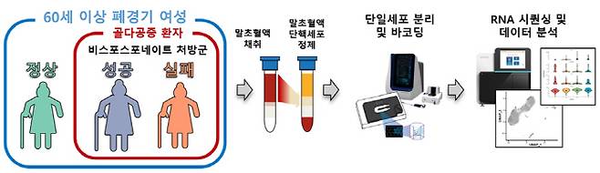 연구의 전반적인 흐름도. 60세 이상 폐경기 여성을 대상으로, 정상인과 골다공증 환자 및 비스포스포네이트 치료 성공과 실패 그룹을 분류해 말초 혈액에 존재하는 면역세포를 단일세포 전사체 분석했다.