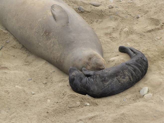 암컷 코끼리물범이 낳은 새끼를 돌보고 있다./Point Reyes National Seashore Facebook