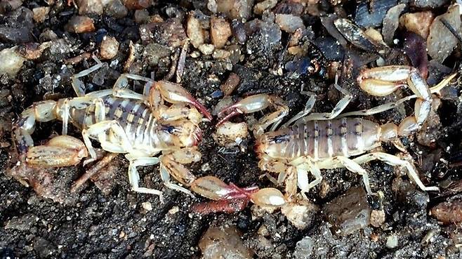 아르헨티나 코르도바국립대학 연구진은 최근 연구에서 전갈의 짝짓기에서 수컷이 암컷에게 독침을 찌르는 과정을 통해 암컷이 짝짓기 상대의 건강을 평가할 수 있다고 주장했다. 마리엘라 오비에도 디에고 제공