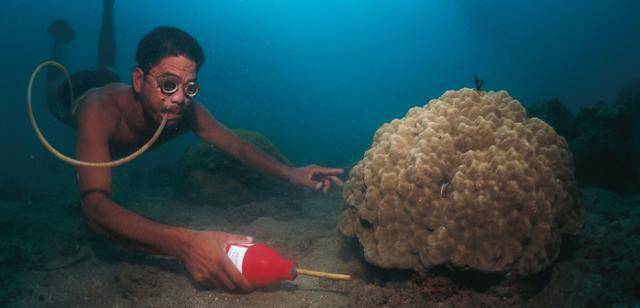 시안화물을 사용해 산호초 인근 물고기를 잡는 사람 모습. 미국 해양 관련 매체 하카이 매거진 캡처