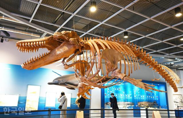 장생포고래박물관에 대형 고래 실물 뼈가 전시돼 있다.