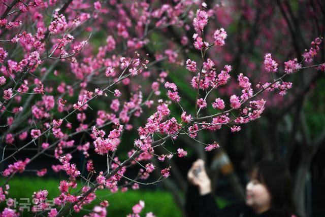 장생포고래문화마을 조각공원에 홍매화가 곱게 피어 있다.