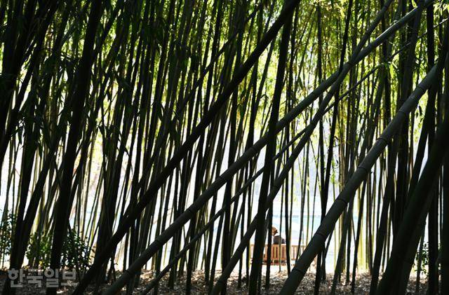 태화강국가정원 십리대숲에 들어서면 도심 한가운데라는 것을 실감하기 어려울 정도로 아늑하다.