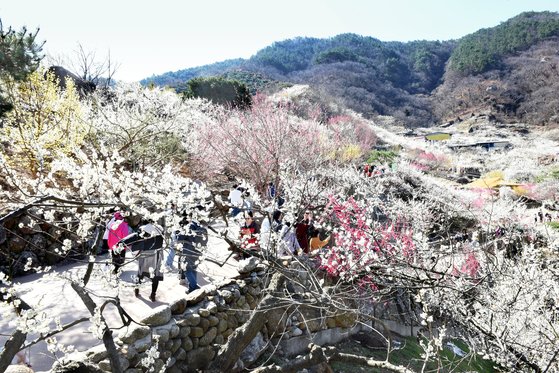 '여행 가는 달' 캠페인 기간에는 국내 여행사의 패키지 여행상품도 이용할 수 있다. 봄꽃을 구경하러 남도 여행을 가도 좋겠다. 사진은 지난해 3월 매화가 만개한 전남 광양 매화마을. 뉴스1