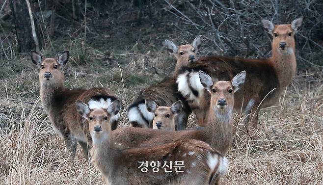 사슴들이 안마도 뒷산에서 함께 모여있다.