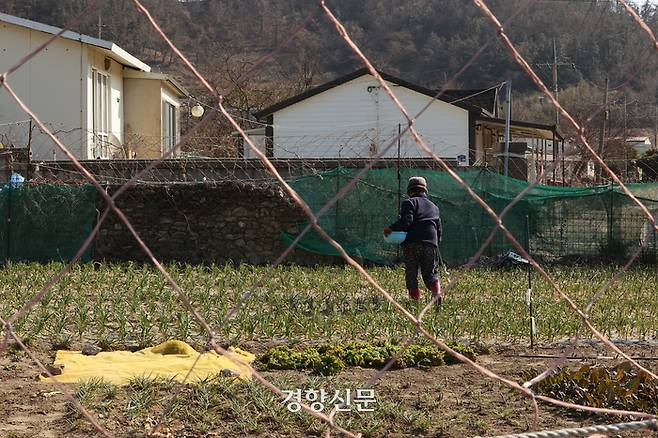 주민이 사슴이 들어오지 못하도록 설치한 울타리 안에서 농작물을 재배하고 있다.