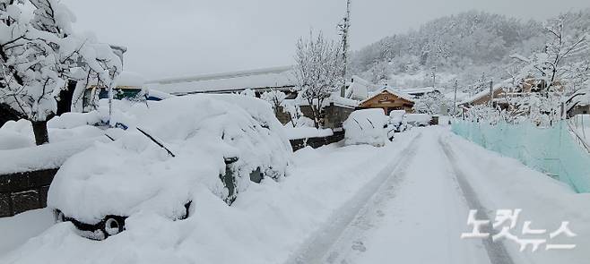 강릉 성산에 60cm 넘는 눈이 내리면서 눈 속에 파묻힌 차량들. 전영래 기자