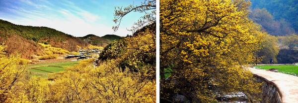 의성 가볼만한 곳 BEST 7 / 온라인 커뮤니티