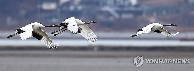 두루미 가족의 힘찬 날갯짓 (인천=연합뉴스) 임순석 기자 = 지난달 21일 인천 강화군 동검도 인근 갯벌에서 겨울을 나고 있는 두루미 가족이 힘찬 날갯짓을 하고 있다. 천연기념물인 두루미는 매년 겨울 강화 갯벌을 찾아와 겨울을 보낸 뒤 번식지인 시베리아로 이동한다. soonseok02@yna.co.kr