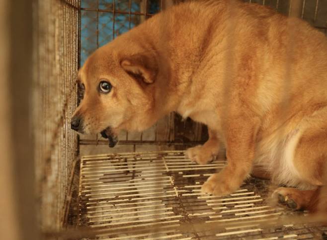 충남 보령시의 한 무허가 번식장에서 턱뼈가 없는 상태로 구조된 개.(사진=동물자유연대)