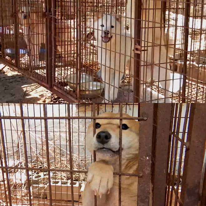 취재 당시 개농장에서 만났던 개들. 천진난만한 표정의 죄없는 사형수와 무기수들