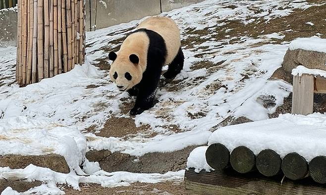 지난 22일 에버랜드 판다월드에서 곧 중국으로 떠날 푸바오가 놀고 있는 모습. 독자 제공