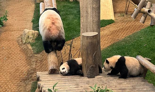 지난 22일 에버랜드 판다월드에서 지난해 태어난 쌍둥이 판다 루이바오와 후이바오가 놀고 있는 모습. 독자 제공