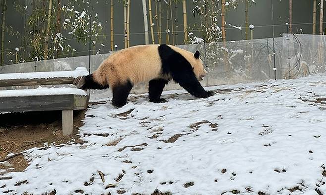지난 22일 에버랜드 판다월드에서 곧 중국으로 떠날 푸바오가 놀고 있는 모습. 독자 제공