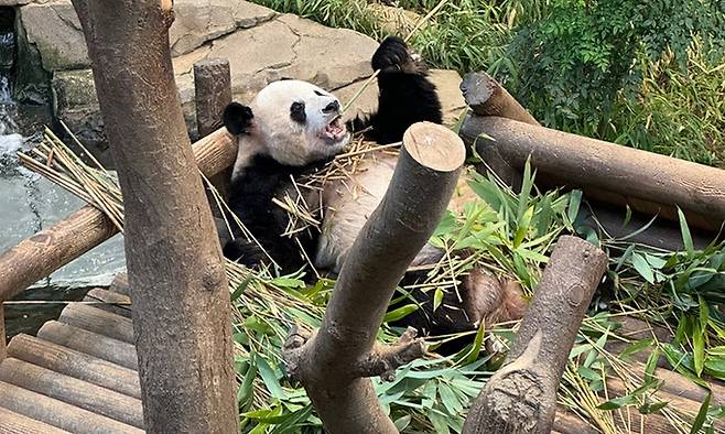 지난 22일 에버랜드 판다월드에서 판다 자매들의 아빠 러바오가 대나무를 먹고 있는 모습. 독자 제공