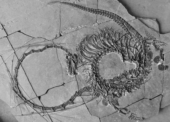 영국과 중국 등 국제 공동 연구진이 중국 남서부 지역에서 발견한 화석을 한데 모아 ‘디노케팔로사우루스 오리엔탈리스’의 완전체 화석. 스코틀랜드 국립박물관 제공