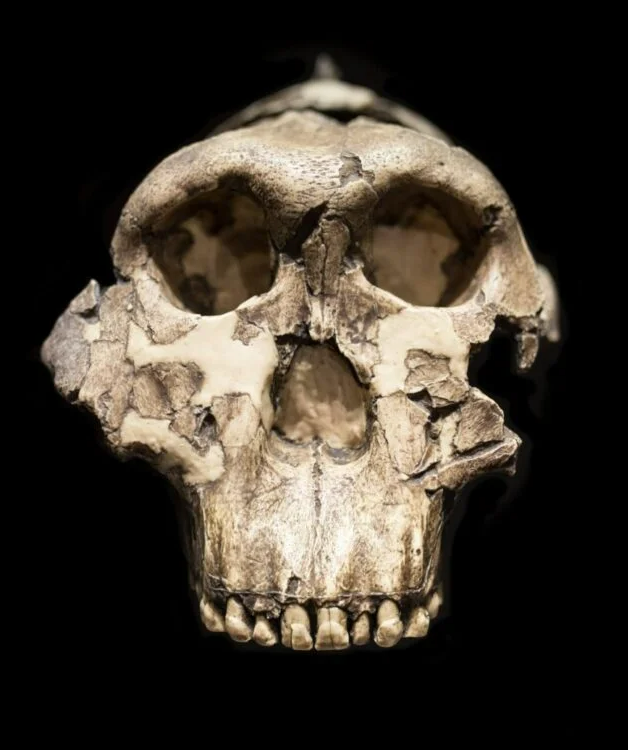 진잔트로푸스 두개골 정면. 정수리 뼈융기, 넙적한 얼굴, 튀어나온 광대뼈 등 턱근육을 위한 두개골의 구조를 갖추고 있다. 올두바이 FLK Bed 1