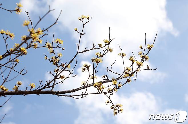 26일 오후 부산 수영구 수영사적공원에 노란 산수유꽃이 활짝 펴 있다. 2024.2.26/뉴스1 ⓒ News1 윤일지 기자