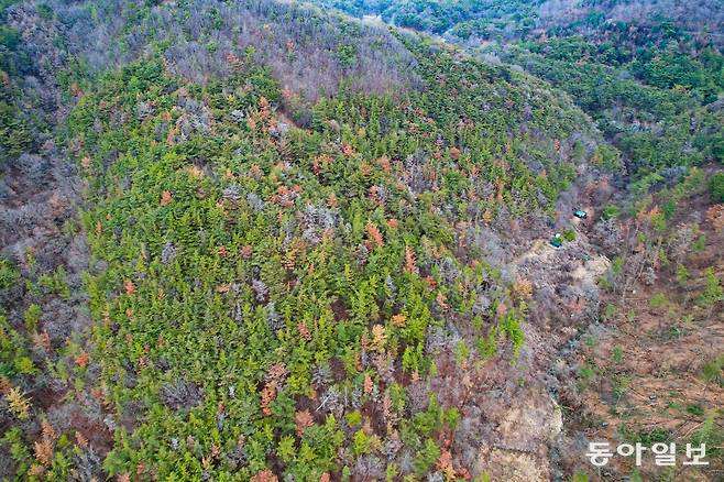 24일 경남 밀양시 무안면 운정리 도미골 인근 야산(해발 280m)을 드론으로 항공에서 촬영한 모습. 소나무숲이 재선충병으로 고사해 마치 단풍이 든 것처럼 붉게 물들어 있다. 밀양은 소나무 재선충병 ‘극심’ 지역으로 분류됐다. 2021년 이후 발생한 피해 면적은 9000만 m²로 축구장(7140m²) 1만2605개와 맞먹는다. 밀양=최창환 기자 oldbay77@donga.com