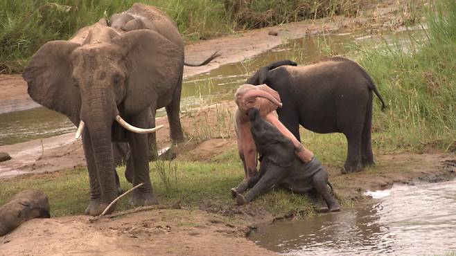 최근 남아공에서 발견된 핑크 코끼리. 사진=테오 포트기터/라이브 사이언스 캡처
