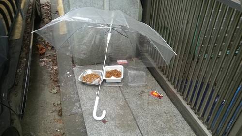 누구일까, 이런 마음을 가진 사람은. 길고양이들을 위해 먹이를 놓고는 날씨를 감안해 우산까지 펼쳐놓은 모습. 
[카라 제공]