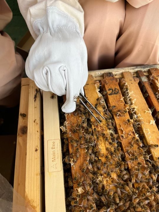 연구진이 꿀벌 등에 무선주파수 인식장치(RFID)를 심고 있다. 세계자연기금(WWF) 제공