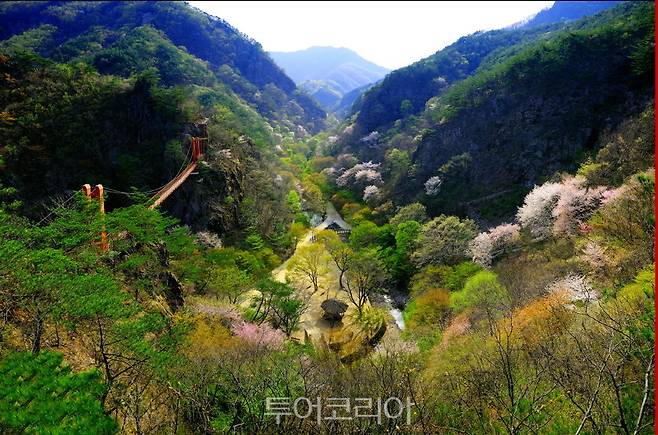 순창 강천산 현수교의 봄