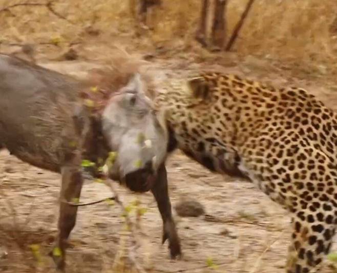 하이에나에 맞서 멧돼지의 목덜미를 물고 버티고 있는 표범./Latest Sightings Facebook