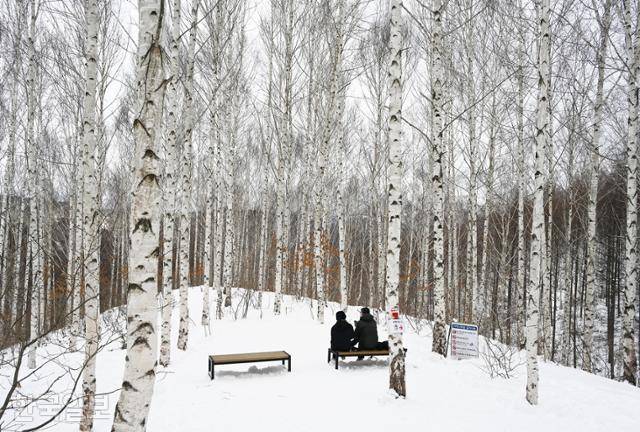 설경과 어우러진 인제 원대리 자작나무숲. 3월 3일까지 개방하고 2개월간 입산금지다.