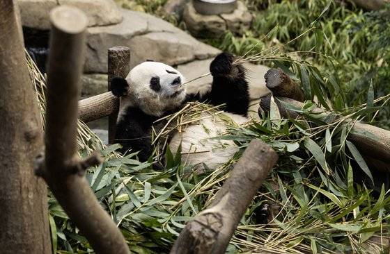 러바오. 권혁재 사진전문기자