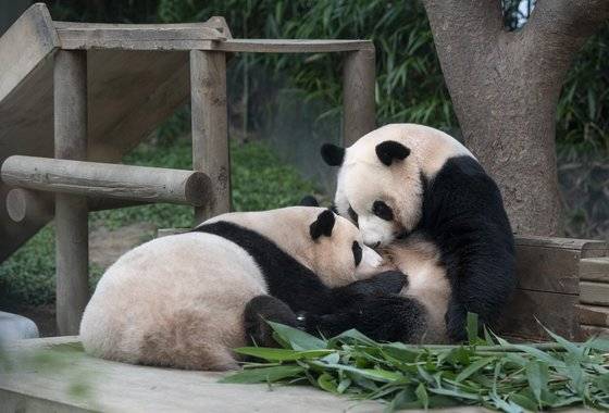 2022년 8월 31일, 독립 전날 마지막으로 젖을 먹는 푸바오. [사진류정훈]