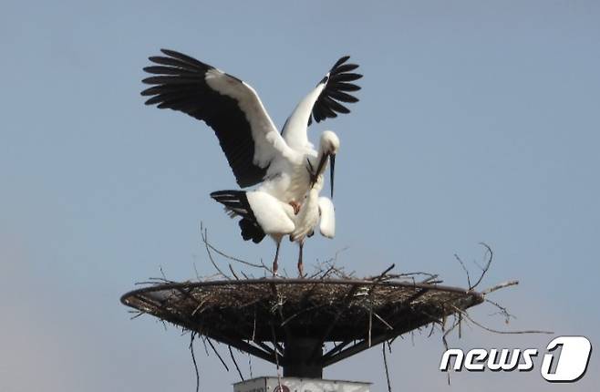 충남 예산군 응봉면에서 작년에 이어 2년째 번식에 성공한 국제커플 황새 모습. (예산군 제공) /뉴스1