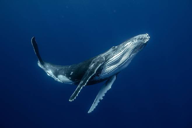 어린 혹등고래가 태평양 무오레아섬 근처의 보호해역에서 헤엄치는 모습. 자라면 어미와 함께 먹이가 풍부한 남극으로 가는 긴 여정을 시작한다./Karim Iliya