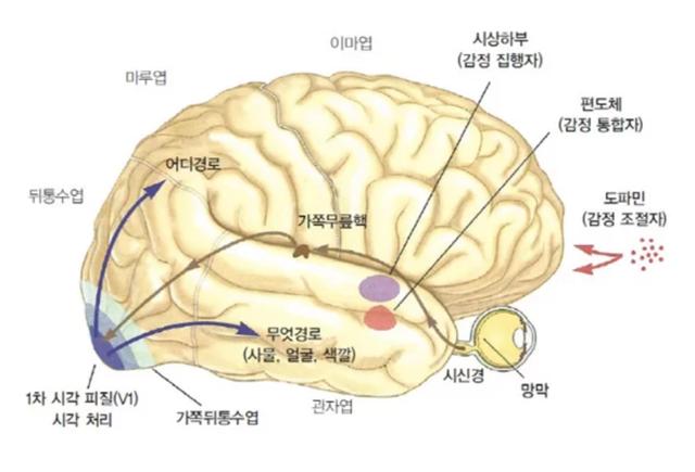 시각 처리의 초기 단계를 나타내는 그림. 눈을 통해 보이는 것이 ‘어디에 있는가’와 ‘그것이 무엇인가’는 서로 다른 경로로 처리된다. 구상미술에 비해 추상미술을 볼 때 하향처리 과정이 더 활발히 일어난다. 프시케의숲 제공