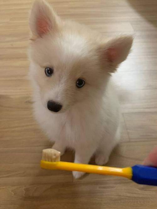 양치하는 포미 사진=도상우