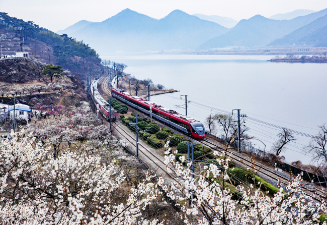 ‘여행 가는 달’ 캠페인 기간 중인 3월 9일부터 17일까지 매화축제가 열리는 경남 양산 원동 순매원. 낙동강변의 매실농원을 끼고 열차가 다닌다.