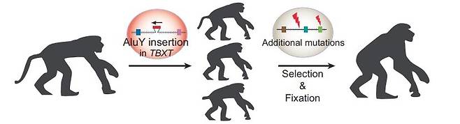 조상 영장류의 TBXT 유전자에 변이가 일어나 꼬리가 없어지는 과정 [Nature/Itai Yanai et al. 제공. 재판매 및 DB 금지]