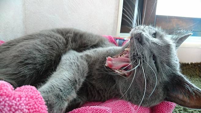 프랑스 연구진은 사람이 애완 고양이의 신호를 잘 알아들을 때보다 잘못 알아들을 때가 더 많다는 사실을 알아냈다. 고양이가 무슨 신호를 보내는지 알려면 소리뿐 아니라 시각적인 신호까지 고려해야 한다는 주장이다./픽사베이