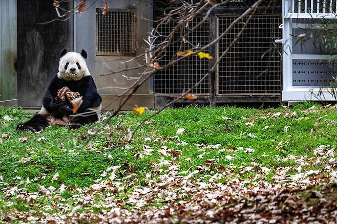 중국으로 돌아가기 전 판다 관람 마지막 날인 2023년 11월7일, 티안티안이 워싱턴 DC에 있는 스미스소니언 국립 동물원에 앉아 간식을 먹고 있다. AFP연합뉴스