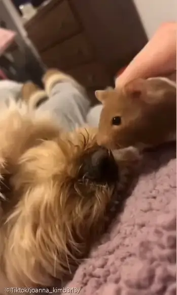 ⓒTiktok/joanna_kimb3rl3y