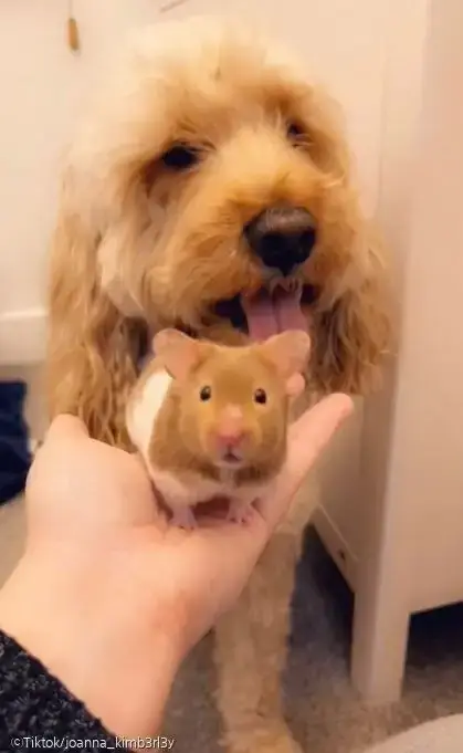 ⓒTiktok/joanna_kimb3rl3y