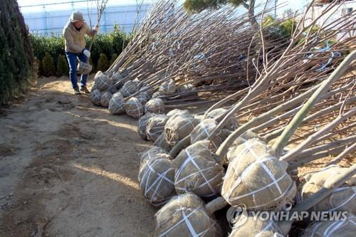 전국 최대 옥천 묘목시장 [연합뉴스 자료사진]