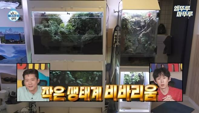 MBC '나 혼자 산다'에 등장한 비바리움. /사진=유튜브 '엠뚜루마뚜루' 캡처