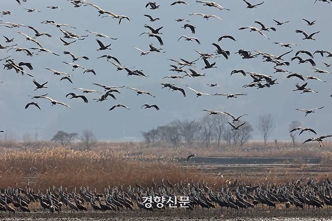 천연기념물 제228호 및 멸종위기 야생생물 2급으로 지정된 흑두루미가 지난 28일 전남 순천만습지 일대 논에서 먹이활동을 하고 있다.