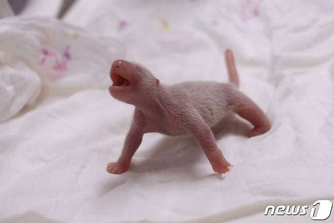 국내 최초로 태어난 아기 판다 '푸바오'